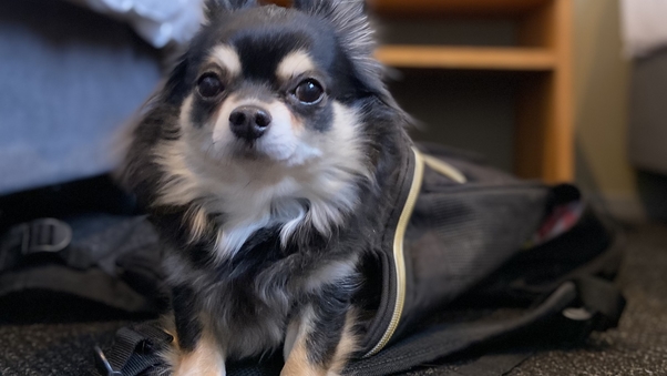 ファミリーツイン【with Dog】